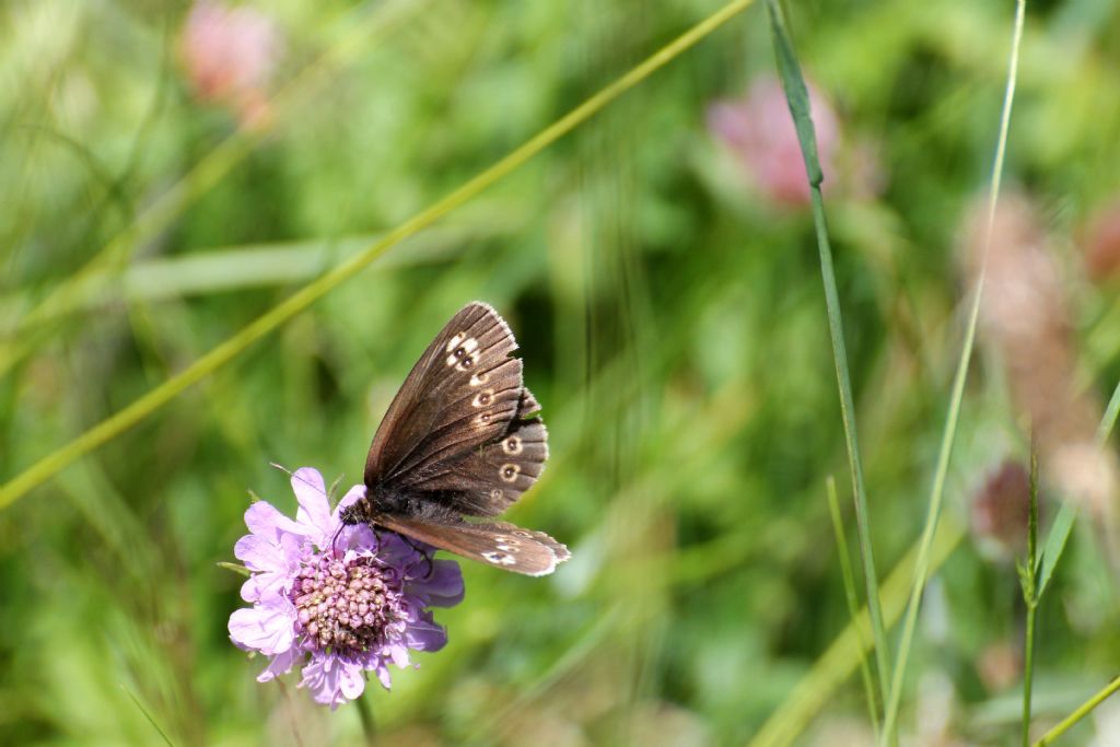 Erebia medusa? No, E. albergana